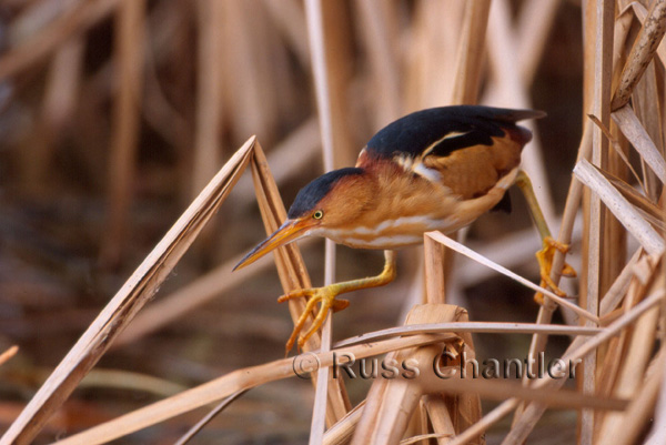 Least Bittern © Russ Chantler